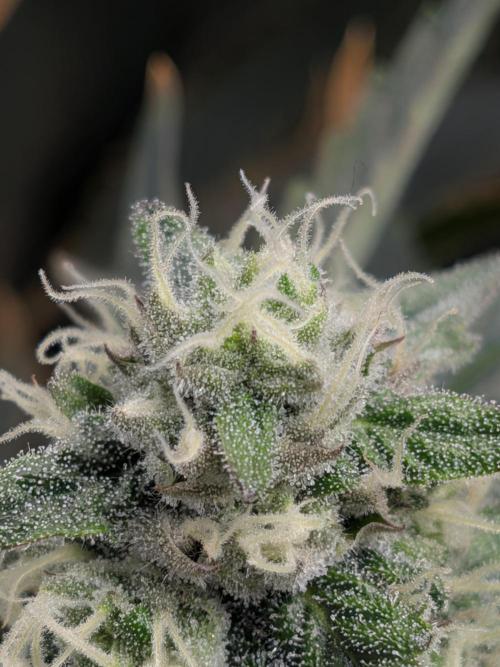 Cookie Casket (Doja-Barney's collab). Week 11