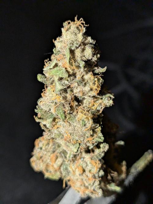 Cookie Casket (Doja-Barney's collab). Week 12