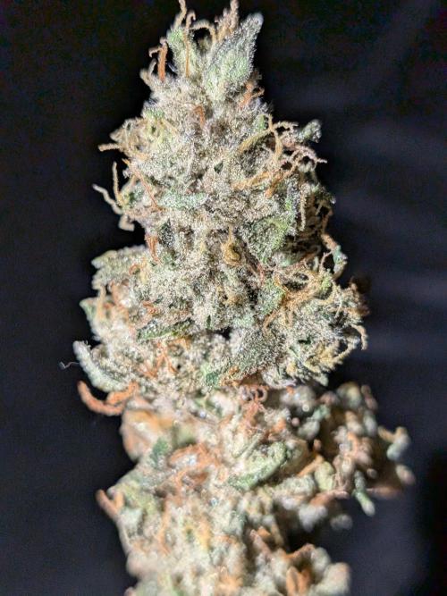 Cookie Casket (Doja-Barney's collab). Week 12