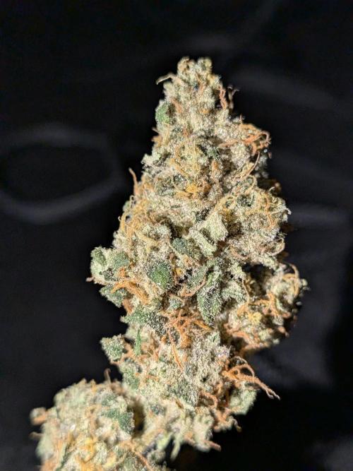 Cookie Casket (Doja-Barney's collab). Week 12