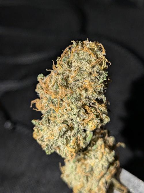 Cookie Casket (Doja-Barney's collab). Week 12