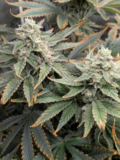 Cookie Casket (Doja-Barney's collab). Week 12