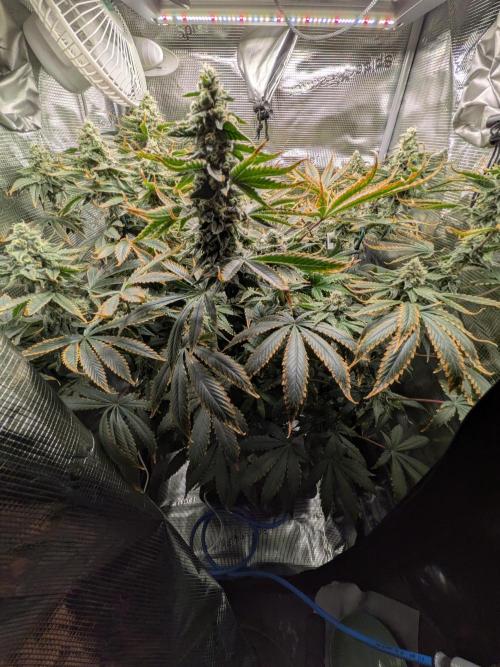 Cookie Casket (Doja-Barney's collab). Week 12