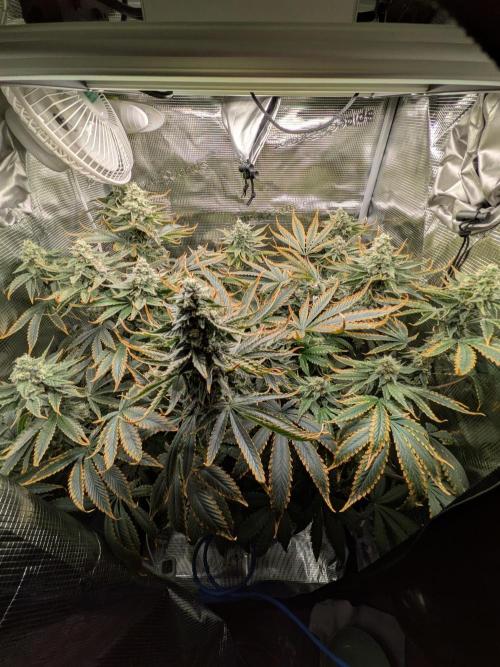 Cookie Casket (Doja-Barney's collab). Week 12