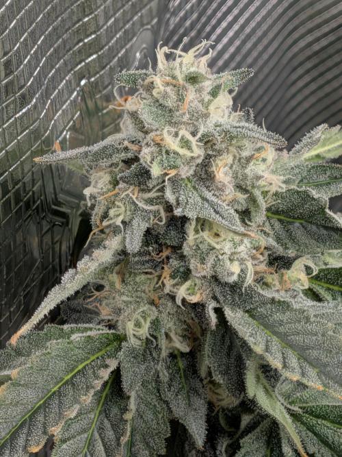 Cookie Casket (Doja-Barney's collab). Week 12