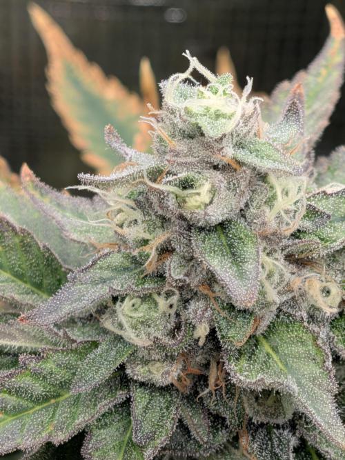 Cookie Casket (Doja-Barney's collab). Week 12