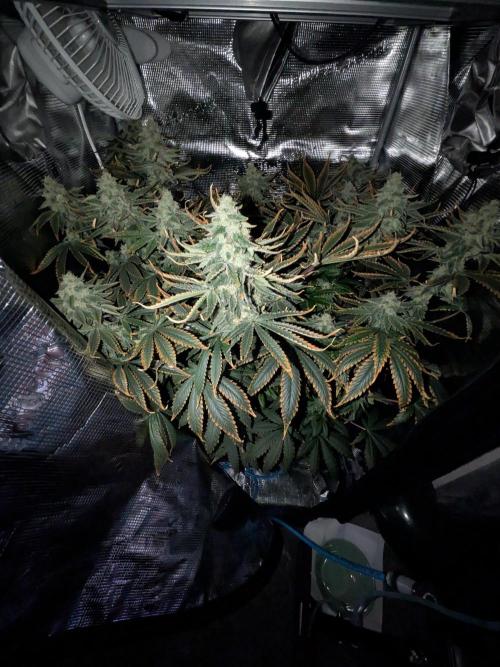 Cookie Casket (Doja-Barney's collab). Week 12