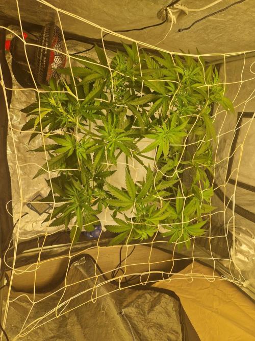 Sour Diesel, RQS, Fem, NFT. Week 5