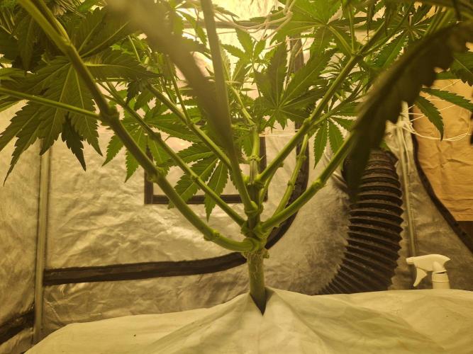 Sour Diesel, RQS, Fem, NFT. Week 5