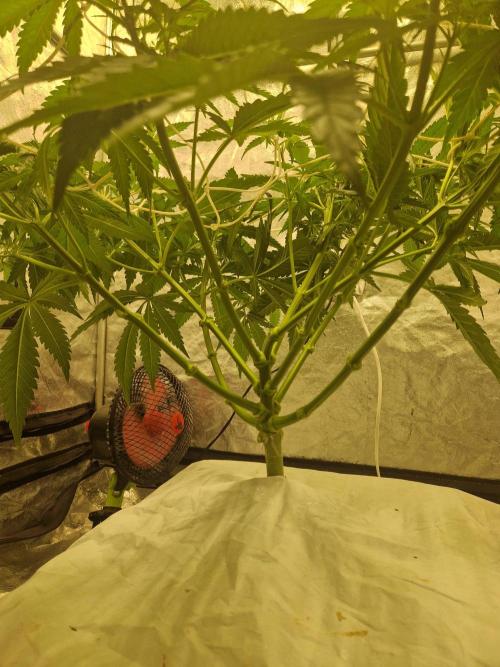 Sour Diesel, RQS, Fem, NFT. Week 5