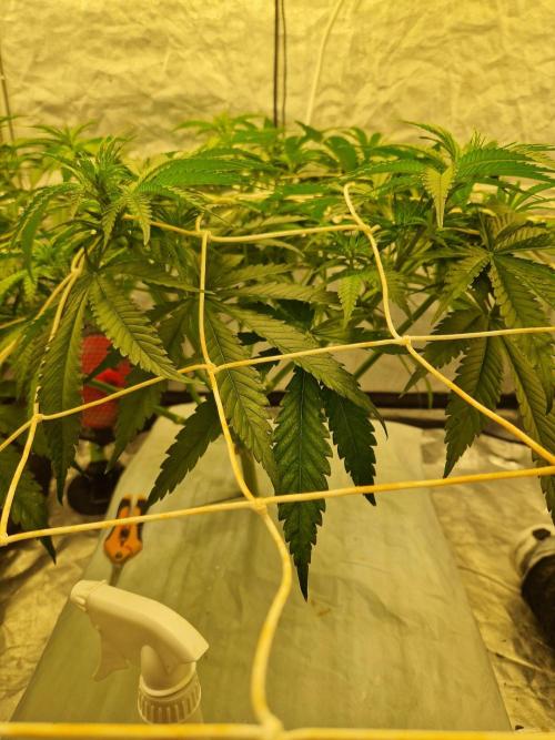 Sour Diesel, RQS, Fem, NFT. Week 5