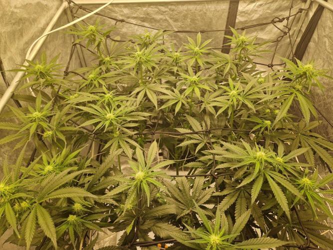 Sour Diesel, RQS, Fem, NFT. Week 7