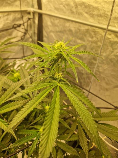 Sour Diesel, RQS, Fem, NFT. Week 7