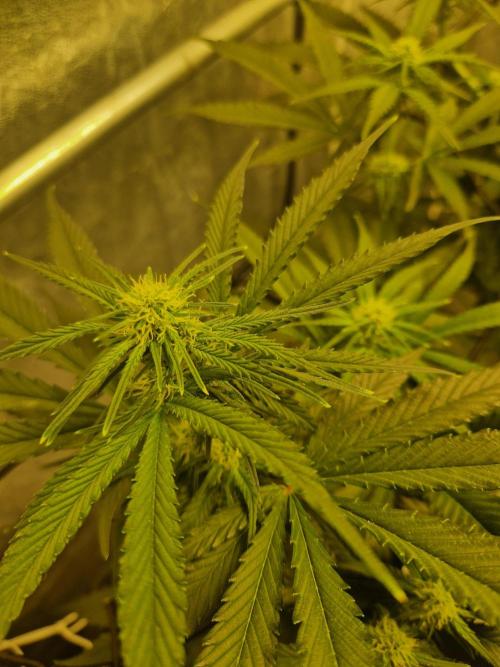 Sour Diesel, RQS, Fem, NFT. Week 7