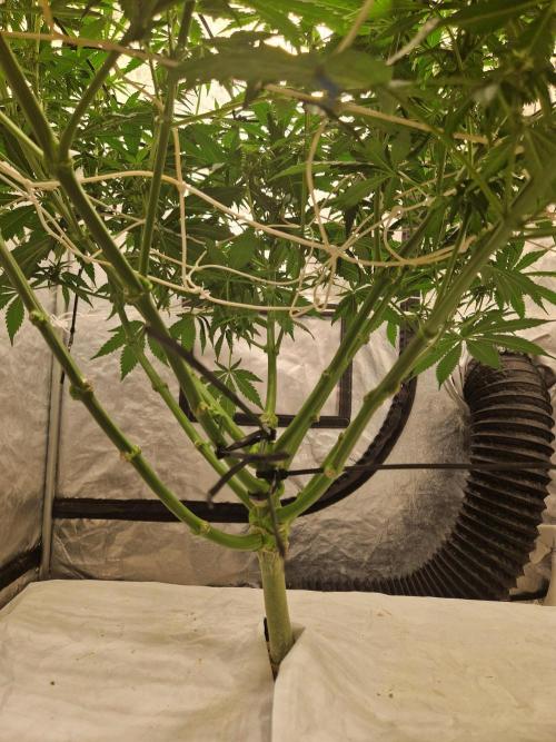 Sour Diesel, RQS, Fem, NFT. Week 7