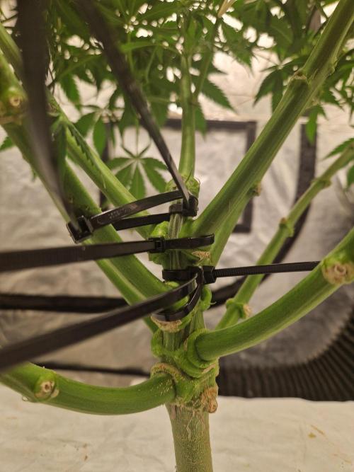 Sour Diesel, RQS, Fem, NFT. Week 7