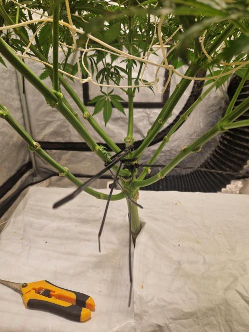 Sour Diesel, RQS, Fem, NFT. Week 7