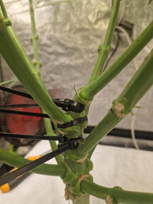 Sour Diesel, RQS, Fem, NFT. Week 8