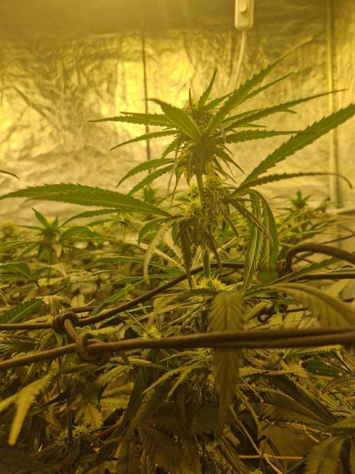 Sour Diesel, RQS, Fem, NFT. Week 8