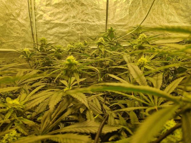 Sour Diesel, RQS, Fem, NFT. Week 8