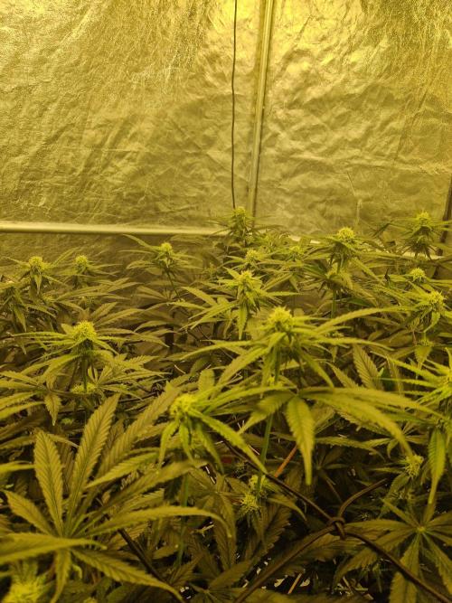 Sour Diesel, RQS, Fem, NFT. Week 8