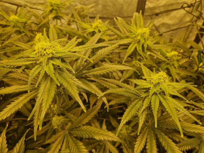 Sour Diesel, RQS, Fem, NFT. Week 9