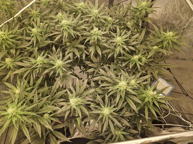 Sour Diesel, RQS, Fem, NFT. Week 9