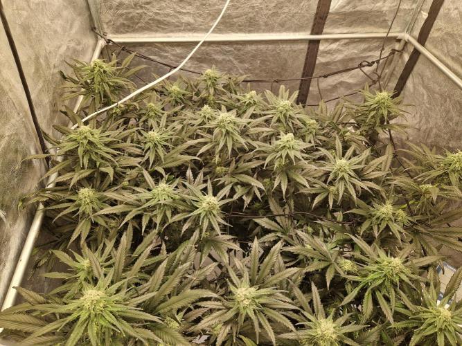 Sour Diesel, RQS, Fem, NFT. Week 10