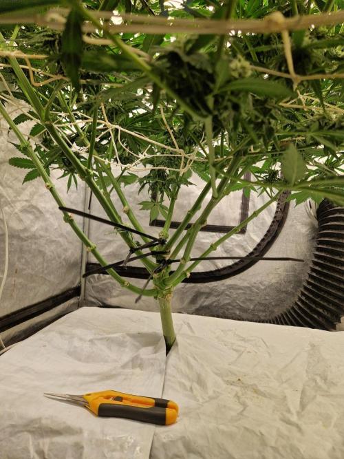 Sour Diesel, RQS, Fem, NFT. Week 10