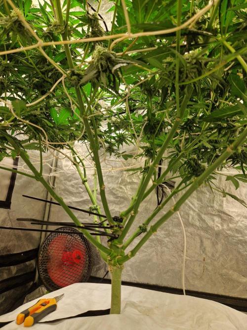 Sour Diesel, RQS, Fem, NFT. Week 10