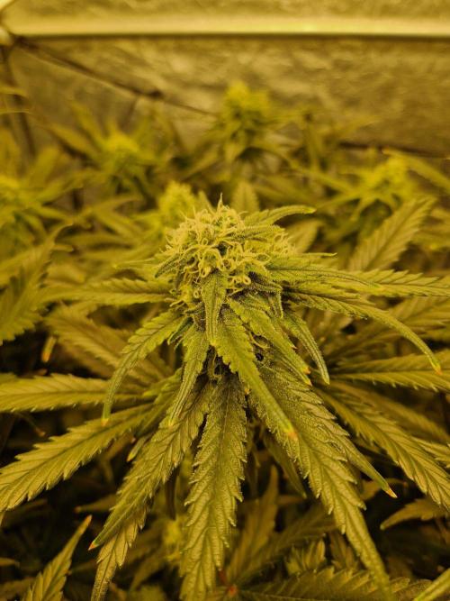 Sour Diesel, RQS, Fem, NFT. Week 10