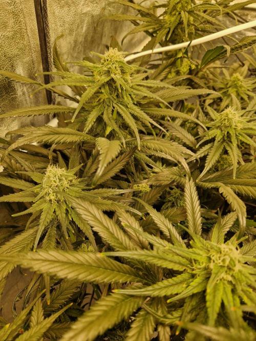 Sour Diesel, RQS, Fem, NFT. Week 10