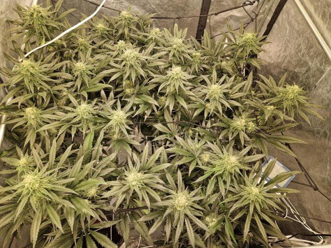 Sour Diesel, RQS, Fem, NFT. Week 11