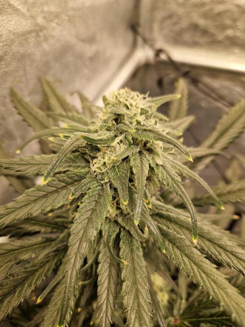 Sour Diesel, RQS, Fem, NFT. Week 11