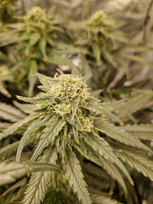 Sour Diesel, RQS, Fem, NFT. Week 11