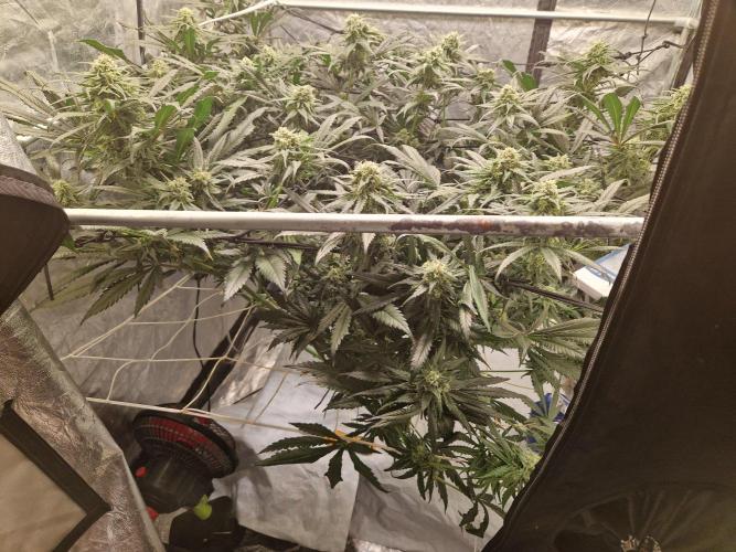 Sour Diesel, RQS, Fem, NFT. Week 11