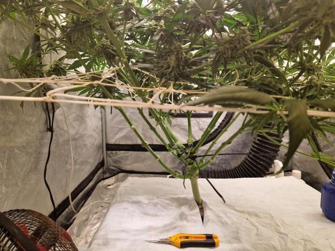 Sour Diesel, RQS, Fem, NFT. Week 11