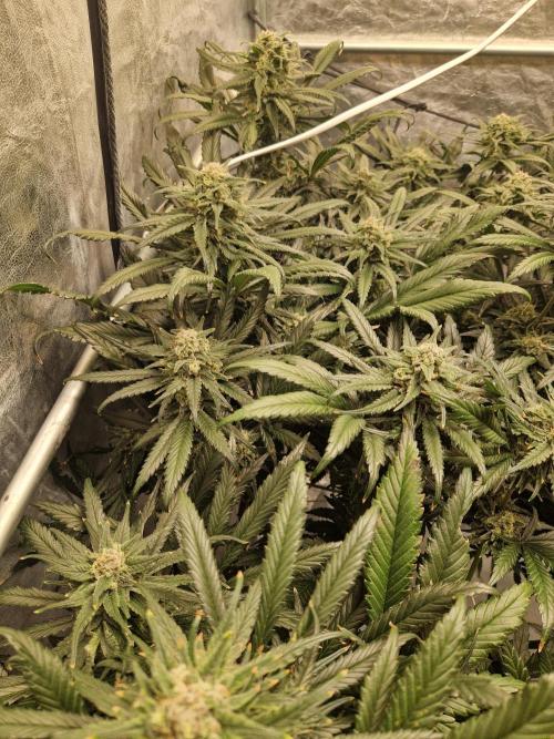 Sour Diesel, RQS, Fem, NFT. Week 12