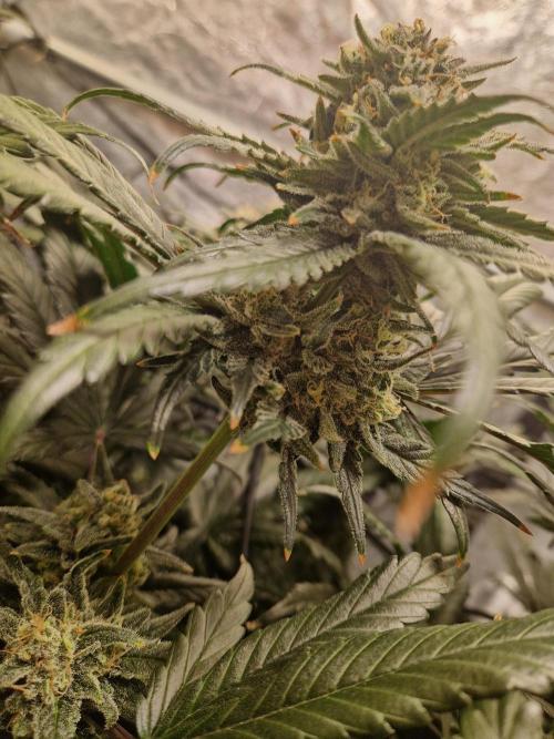 Sour Diesel, RQS, Fem, NFT. Week 12