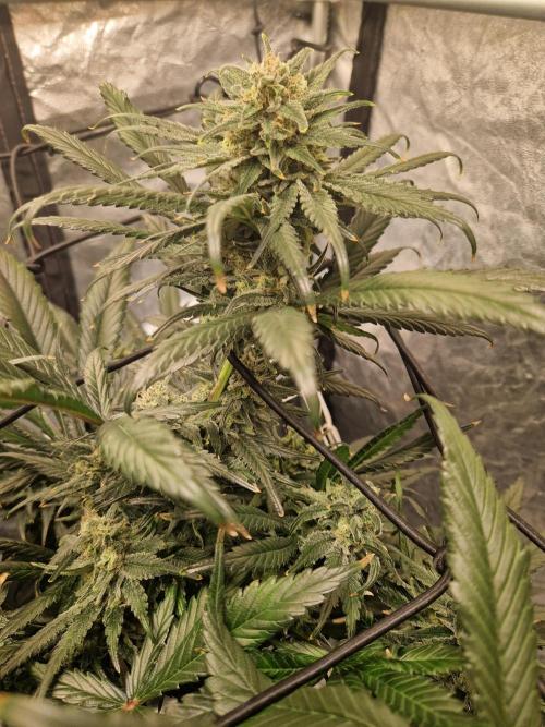 Sour Diesel, RQS, Fem, NFT. Week 12