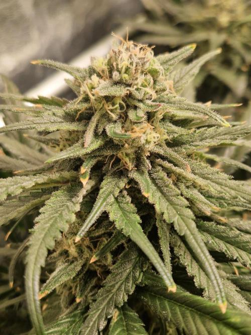 Sour Diesel, RQS, Fem, NFT. Week 12