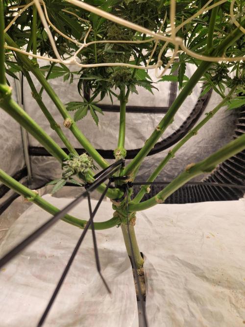 Sour Diesel, RQS, Fem, NFT. Week 12