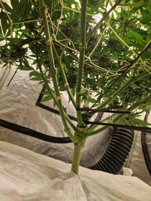 Sour Diesel, RQS, Fem, NFT. Week 12