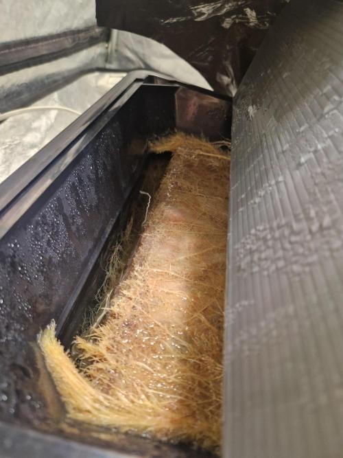 Sour Diesel, RQS, Fem, NFT. Week 12