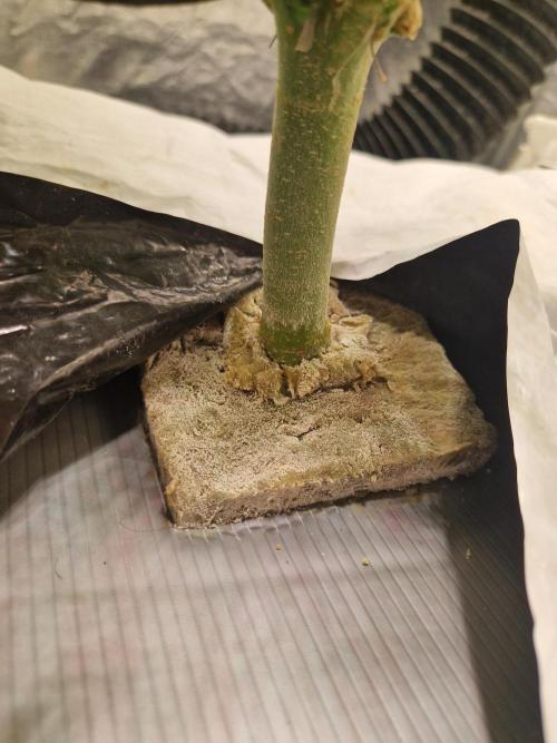 Sour Diesel, RQS, Fem, NFT. Week 12