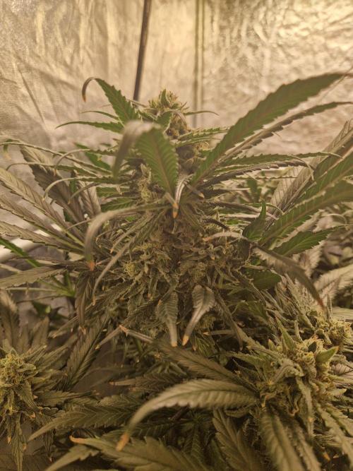 Sour Diesel, RQS, Fem, NFT. Week 12