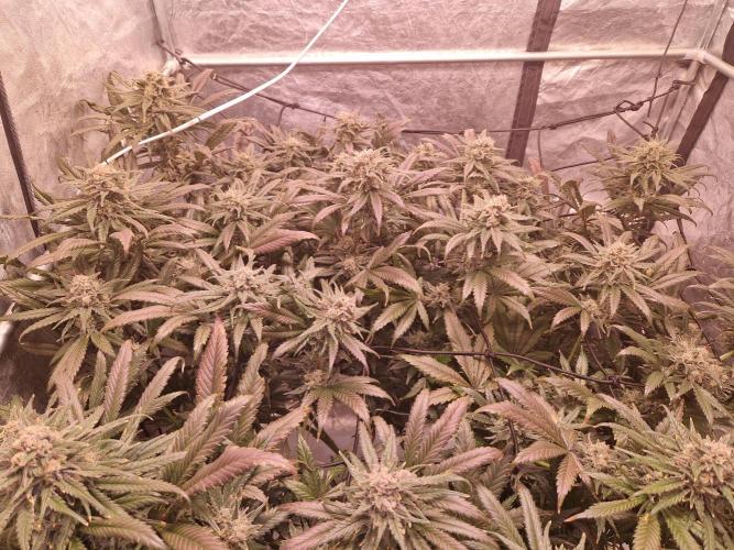 Sour Diesel, RQS, Fem, NFT. Week 13