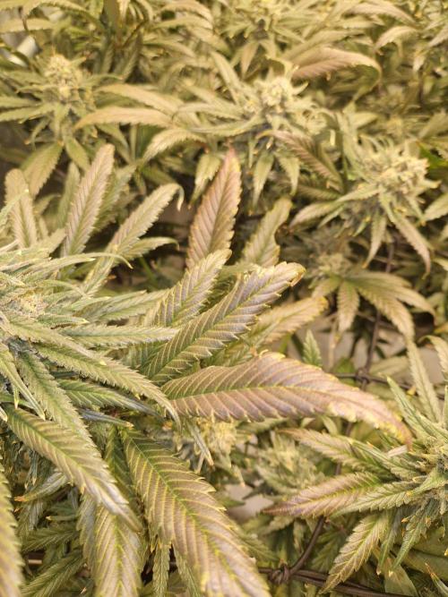 Sour Diesel, RQS, Fem, NFT. Week 13