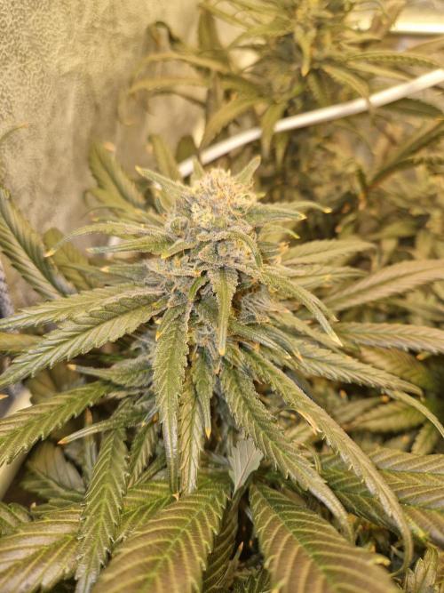 Sour Diesel, RQS, Fem, NFT. Week 13