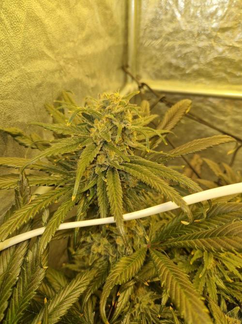 Sour Diesel, RQS, Fem, NFT. Week 13